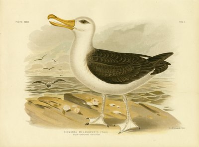 Black-Browed Albatross, 1891 by Gracius Broinowski